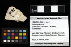 Foto (Objekt + Etiketten) von Galatheidae indet. 